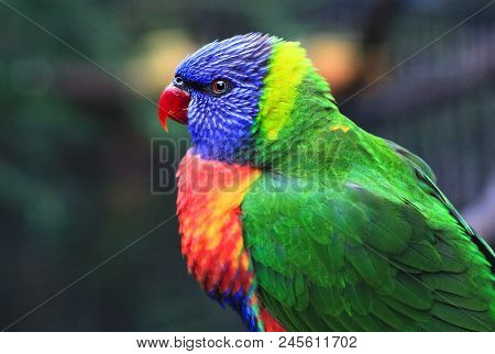 An Adult Rainbow Lorikeet (trichoglossus Moluccanus) In New South Wales, Australia.