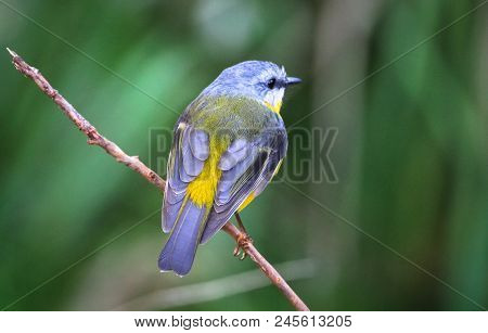 Eastern Yellow Robin (eopsaltria Australis) Perched On A Branch In Jervis Bay National Park, New Sou