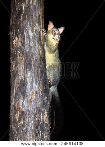 A Common Brushtail Possum (trichosurus Vulpecula) Climbing A Tree In Victoria, Australia.