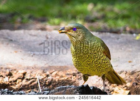 A Female Satin Bowerbird (ptilonorhynchus Violaceus) On Foraging On The Ground In The Cathedral Rang