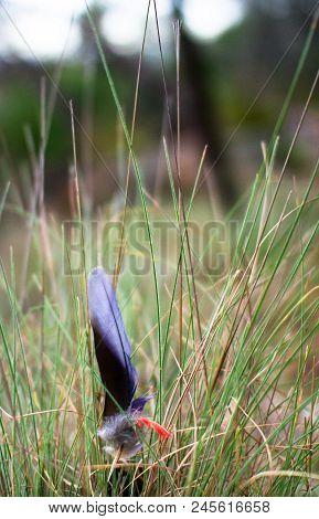 A Colorful Feather From A Crimson Rosella (platycercus Elegans) Is Caught In Long Grass At The Black