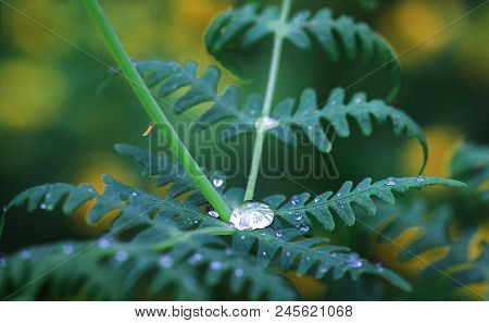 A Droplet Of Water Rests On A Bracken Fern In Baw Baw National Park, Australia.