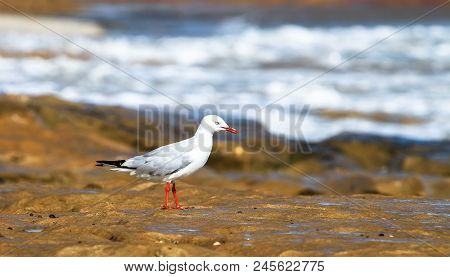 Seagull On The Rocks At Barwon Heads, Australia.