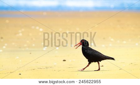 An Adult Sooty Oystercatcher (haematopus Fuliginosus) Walking On A Sandy Beach On A Sunny Day In The