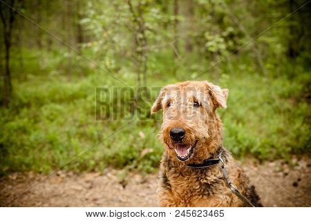 One Sitting Black Brown Airedale Terrier Dog Isolated On White