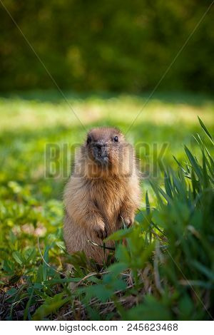 The Bobak Marmot Cub On Grass, Marmota Bobak, Or Steppe Marmot