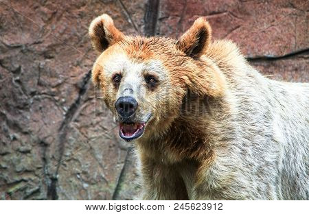 Adult Syrian Brown Bear (ursus Arctos Syriacus).