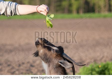 The Goat Eating From The Woman Hand Selective Focus Close Up