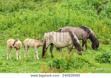 Young Wild Konik Horse Foals And Adults In Green Meadow