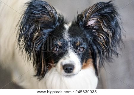 Portrait Of A Dog Breed Papillon. Selective Focus
