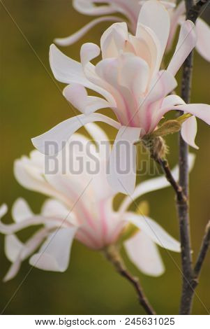 The First Flower Of The Year Is Cobus Magnolia.