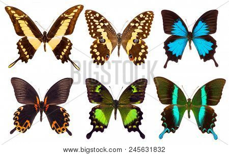Set of six tropical vivid Papilio swallowtail butterflies - demodocus,  thoas,  neumoegeni,  Blumei,  rumanzovia and ulysses. Isolated on white