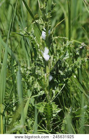 Spittle Bug Foam On A Thistle Plant. Immature Spittle Bugs Are Hidden Inside The White Frothy Foam A