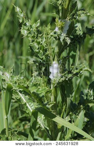 Spittle bug foam on a thistle plant. Immature spittle bugs are hidden inside the white frothy foam a