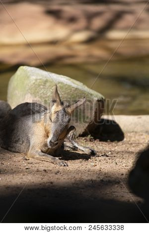 Cavy Resting In Front Of A Rock Near A Shallow Watering Hole