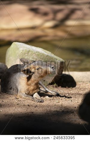 Cavy Resting In Front Of A Rock Near A Shallow Watering Hole