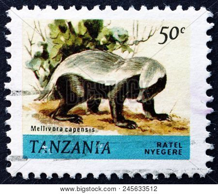 Tanzania - Circa 1980: A Stamp Printed In Tanzania Shows Honey Badger, Mellivora Capensis, Animal, C