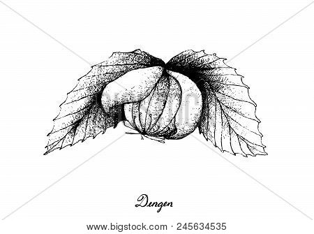 Tropical Fruit, Illustration Of Hand Drawn Sketch Dengen Or Dillenia Serrata Fruits Isolated On Whit