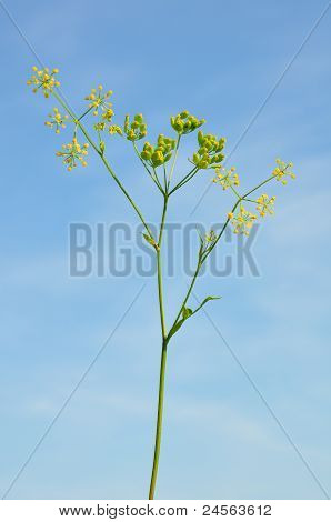 Parsnip (pastinaca ซา)