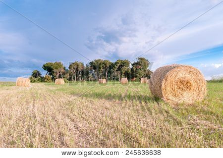 Various Dry Straw Rollers In The Foreground With Blue Sky In Its Background