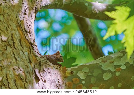 Squirrel Eats On The Trunk Of An Old Platan