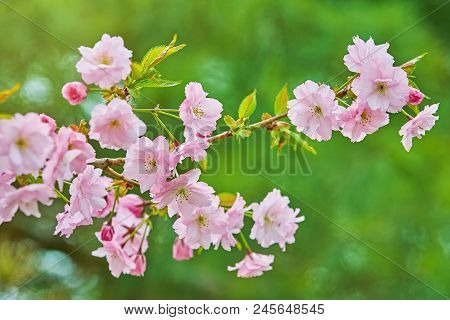 Blossom Of Japanese Cherry (sakura) In The Spring