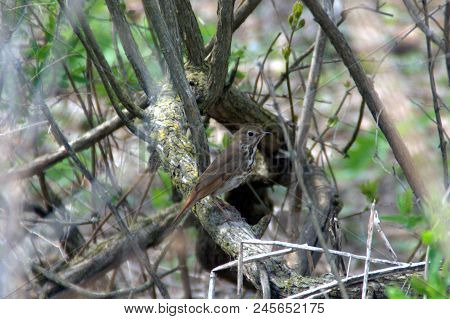 Wood Thrush Hylocichla Mustelina Perched On A Tree Branch Brown And White With Brown Spots