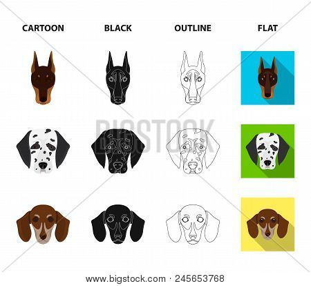 Muzzle Of Different Breeds Of Dogs.dog Of The Breed St. Bernard, Golden Retriever, Doberman, Dalmati