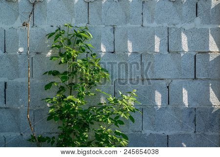 Background, A Wall Of Big Grey Brick Blocks With A Triangular Ornament, Shadows From The Sun And A P