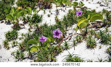 Pink Beach Moonflowers On A White Sand Of Sea Coast
