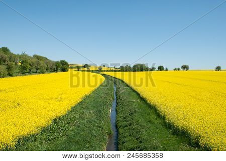 Yellow Rapeseed Flower Field With Couple Trees