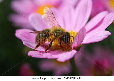 A Leaf Cutter Bee Feeding From A Daisy