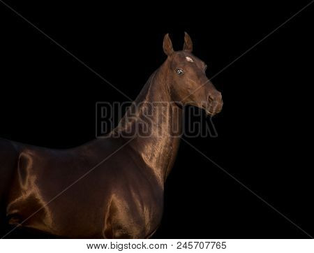 Portrait Of Black Akhalteke Horse With Blue Eyes Isolated On Black Background
