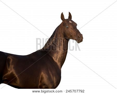 Portrait Of Black Akhalteke Horse With Blue Eyes Isolated On White Background