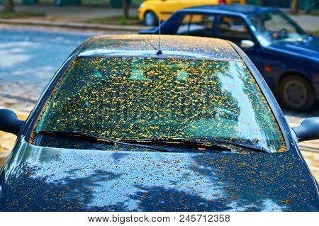 Dirty Car Windscreen Due To Sticky Coating From Being Parked Under A Linden Tree Caused By Aphids.