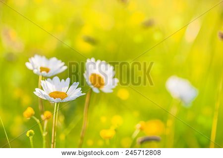 Summer Background: Flower Field With Camomile Flowers Lit By Sinset Light. Copy Space.