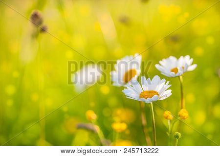 Summer Background: Flower Field With Camomile Flowers Lit By Sinset Light. Copy Space.