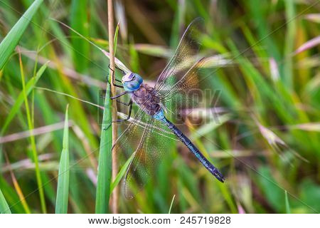 Blue Emperor Japanese Dragonfly On Green Background