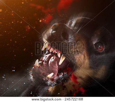 Ferocious Rottweiler barking mad on black background, close-up.