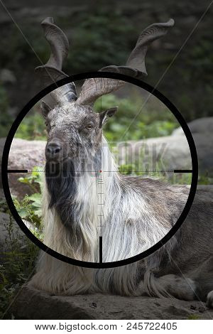 Male Turkmenian Markhor (capra Falconeri Heptneri) In The Crosshair Of The Optical Sight Of The Hunt