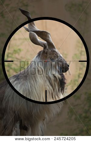 Male Turkmenian Markhor (capra Falconeri Heptneri) In The Crosshair Of The Optical Sight Of The Hunt