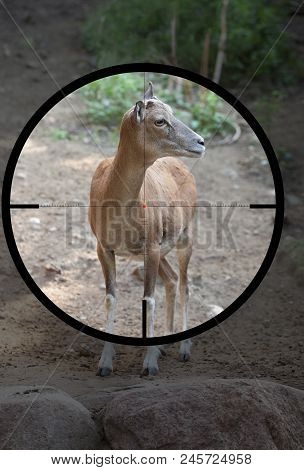Female Wild Sheep Urial (ovis Vignei) In The Crosshair Of The Optical Sight Of The Hunter