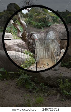 Male Turkmenian Markhor (capra Falconeri Heptneri) In The Crosshair Of The Optical Sight Of The Hunt