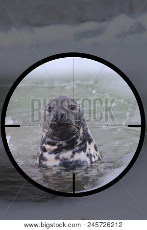 Baltic Grey Seal (halichoerus Grypus Macrorhynchus) In The Crosshair Of The Optical Sight Of The Hun