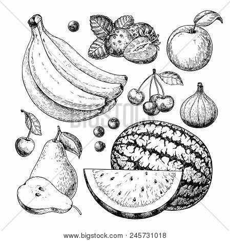 Fruit And Berry Vector Drawing Set. Hand Drawn Summer Food Illustration Of Banana, Strawberry, Cherr
