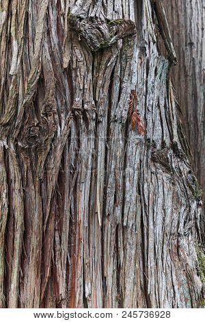 The Texture Of A Rough Bark Of Gigantic Plicata Thuja Tree