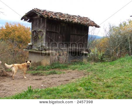 Perro