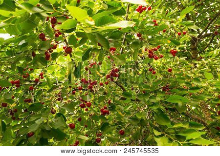 Organic Sour Cherries Hanging In The Tree. Prunus Cerasus Tree With Red Rippen Fruits.