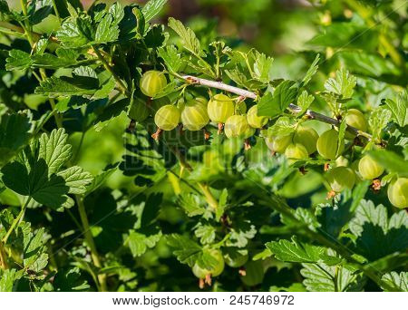 Fresh Green Gooseberries. Growing Organic Berries. Closeup Of A Branch Of Gooseberry Bush In Sunligh