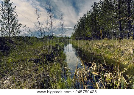 Proto On The Edge Of The Forest Overgrown With Small Shrubs And Dense Grass Against A Blue Cloudy Sk